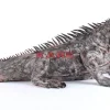 KARE Design Deko & Geschenkartikel-Deko Objekt Iguana 135Cm