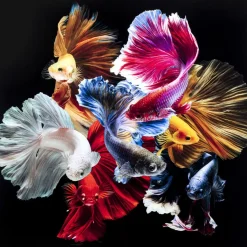 KARE Design Bilder-Glasbild Colorful Swarm Fish 120X120Cm