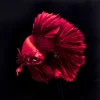 KARE Design Bilder-Glasbild Fire Fish 100X100Cm